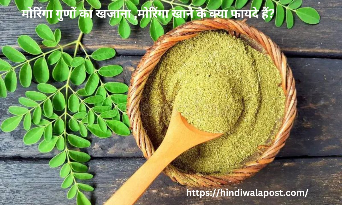 मोरिंगा गुणों का खजाना ,मोरिंगा खाने के क्या फायदे हैं?Moringa Treasures of Properties, Benefits of Moringa, No.1 Powerful herb