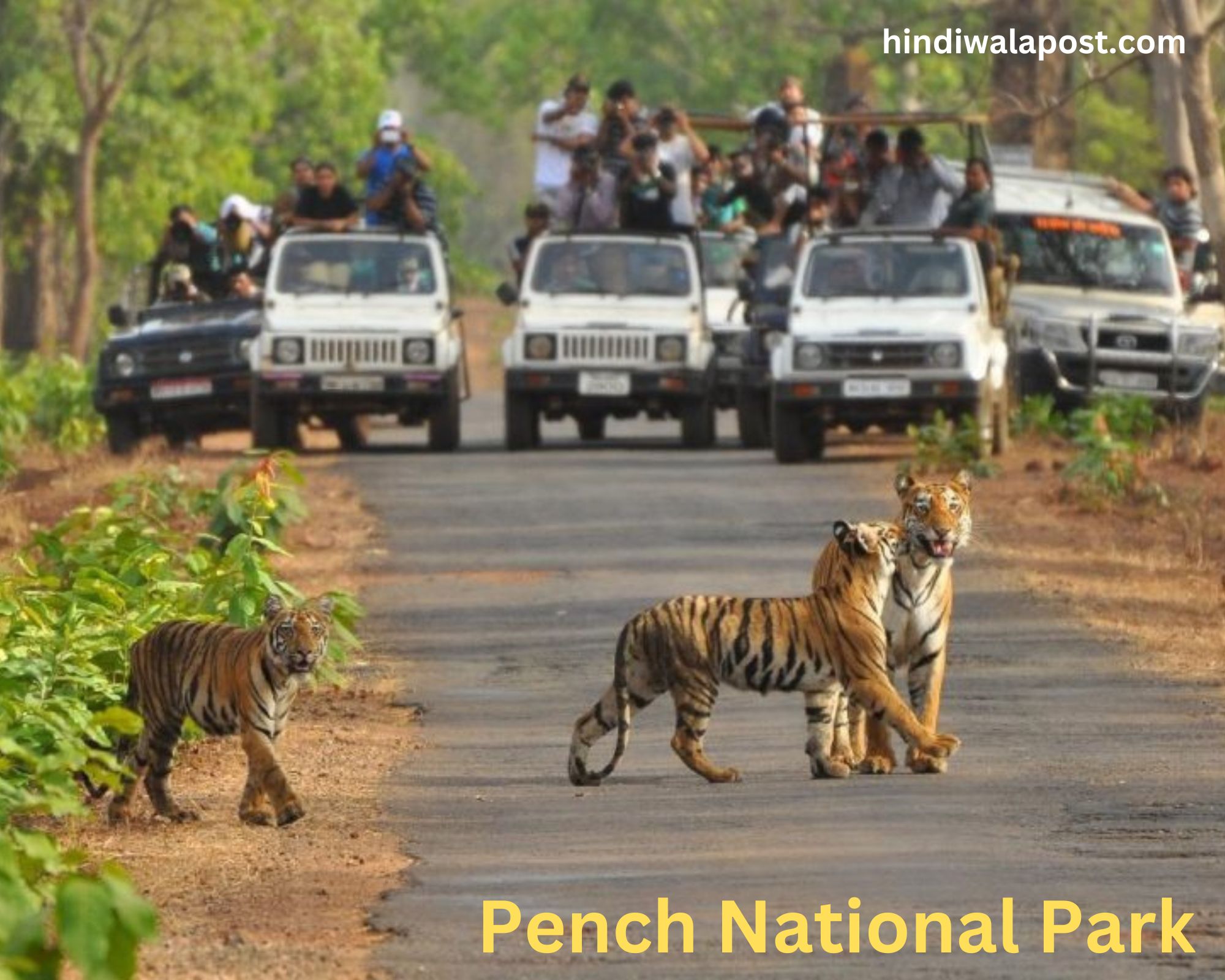 मध्य प्रदेश में नेशनल पार्क । National Parks in Madhya Pradesh 