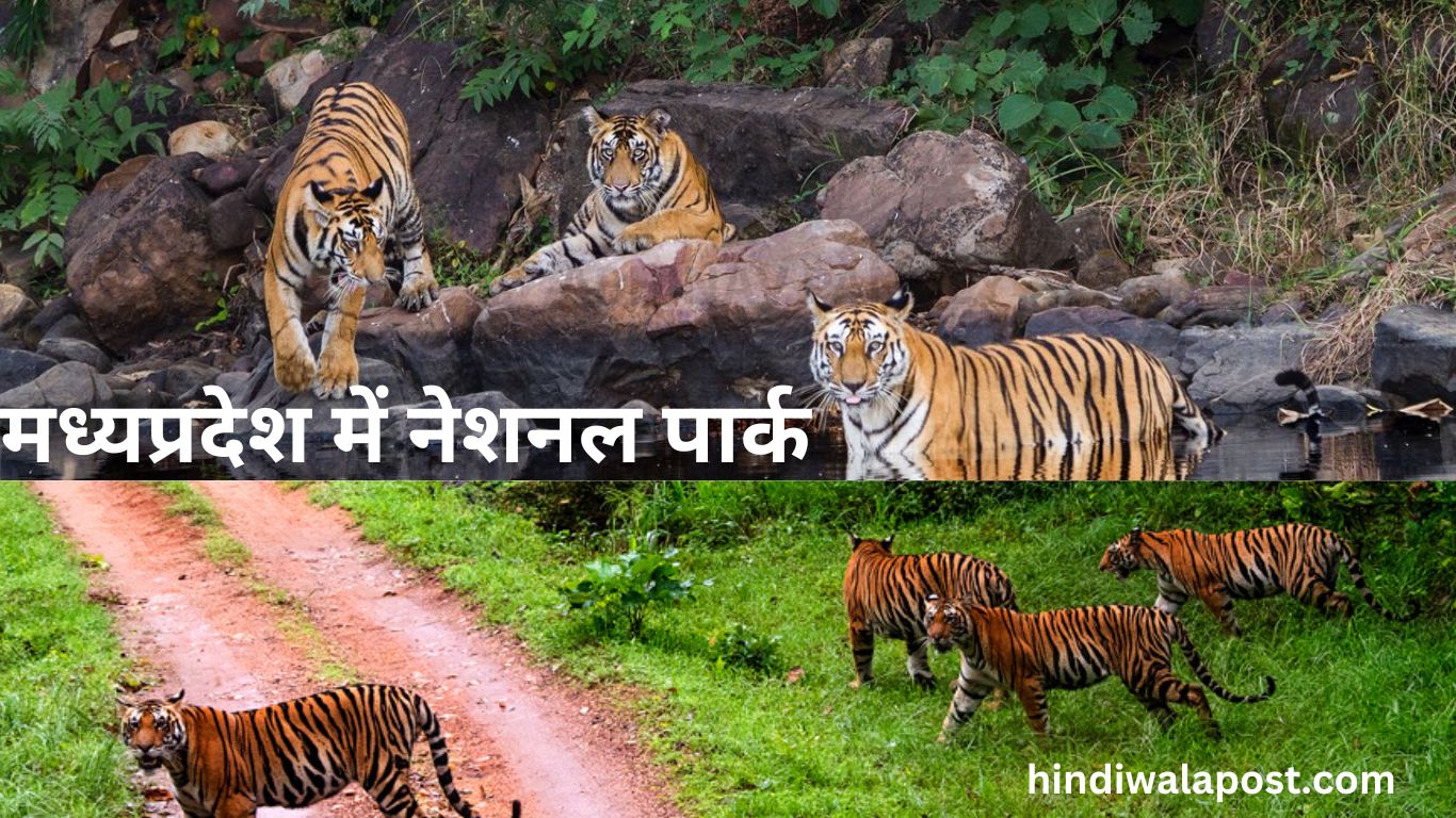मध्य प्रदेश में नेशनल पार्क । 5 National Parks in Madhya Pradesh for blissful experience