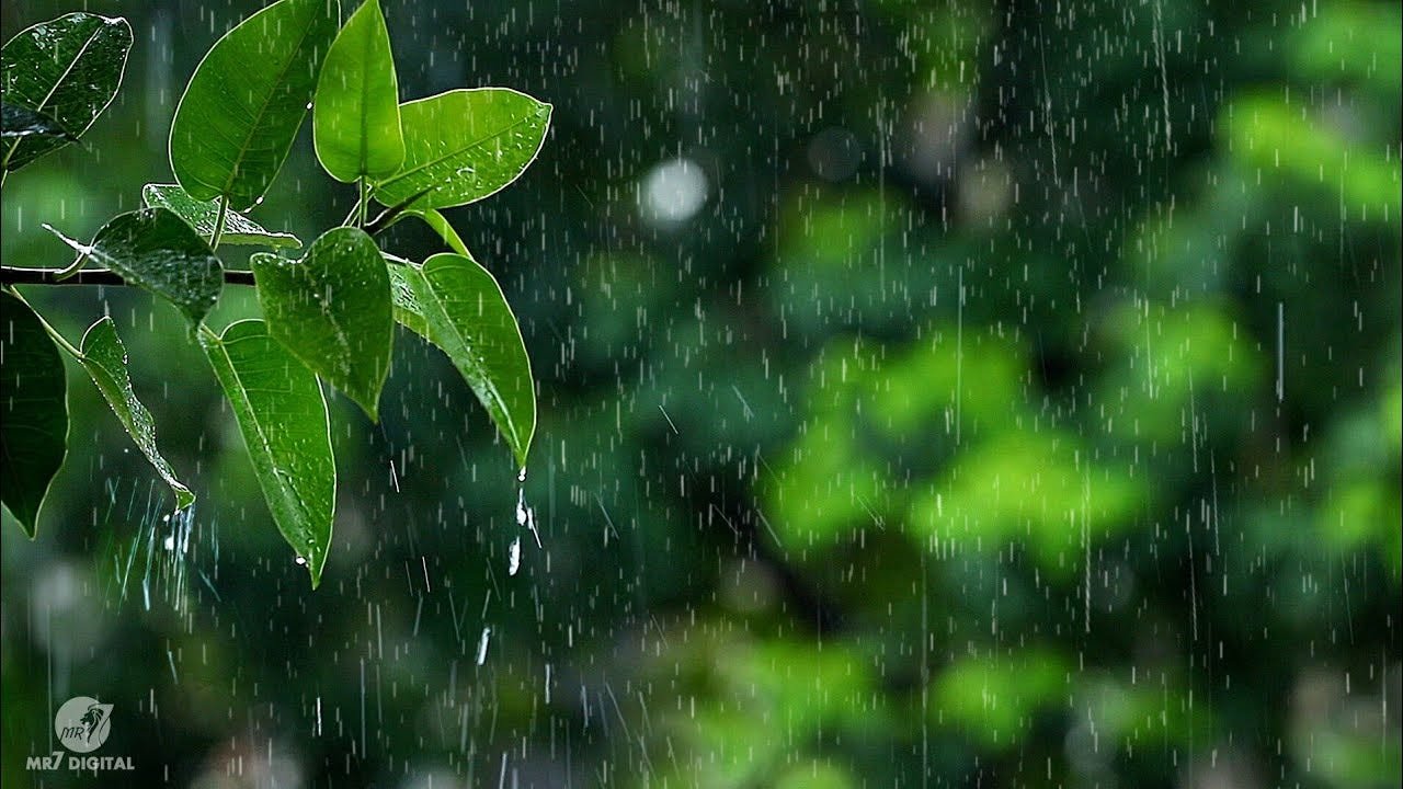 MP Weather: मानसून की विदाई के बीच एमपी में बारिश का दौर जारी, आज इन जिलों में बरसेंगे बादल